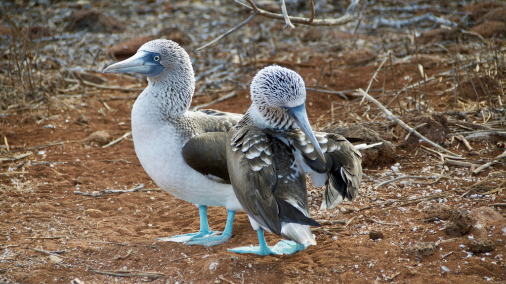 Blue-footed boobies and their bright blue feet that are important for courtship.