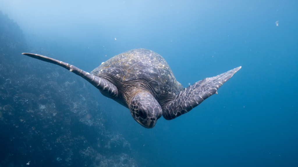 A sea turtle A sea turtle diving deep into the crystal-clear waters of the Galapagos Islands.