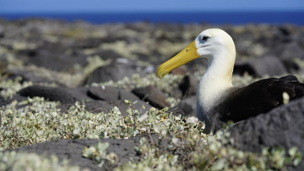 A Waved Albatross with wave-like gradient pattern on the neck.