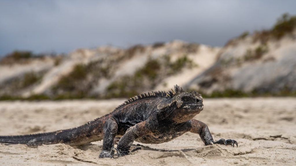 A marine iguana makes its way on the beach of Isabela Island in the Galapagos.