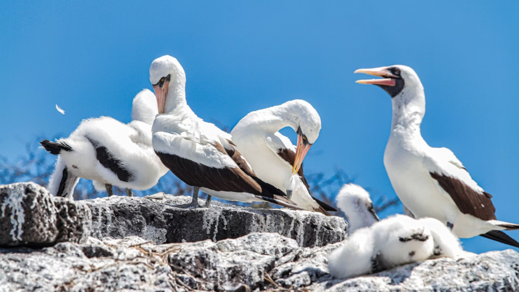 Nazca Boobies and their distinctive yellow iris, orange beaks, and white plumage with black tail tips.