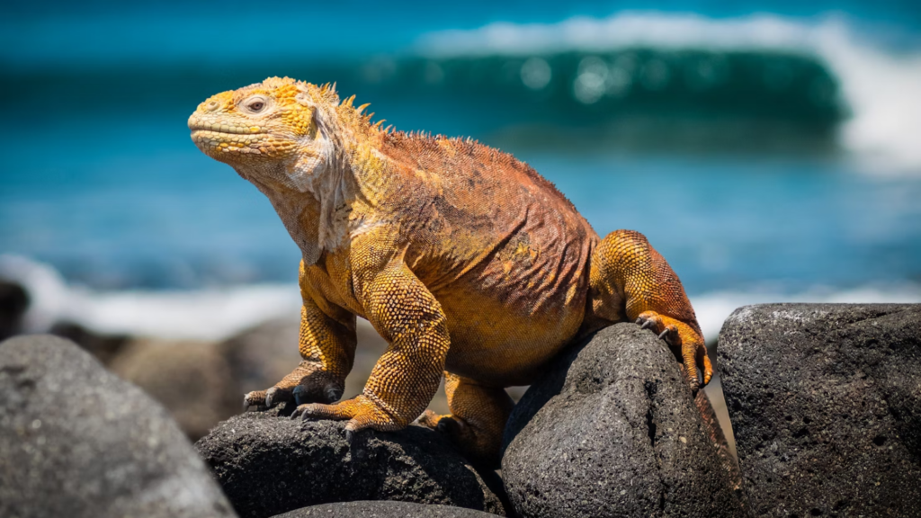 An endemic Santa Fe land iguana is spotted among the rocks on the beaches of Santa Fe Island in Galapagos.