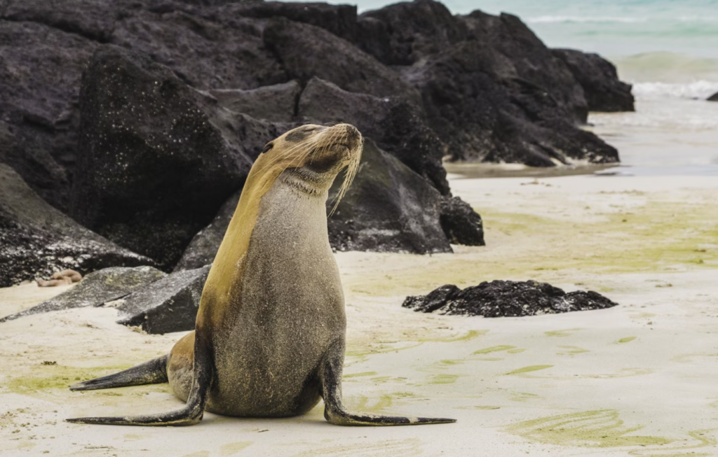 A sea lion strikes a happy pose against the rocky beach of the Seymour Island in the Galapagos.