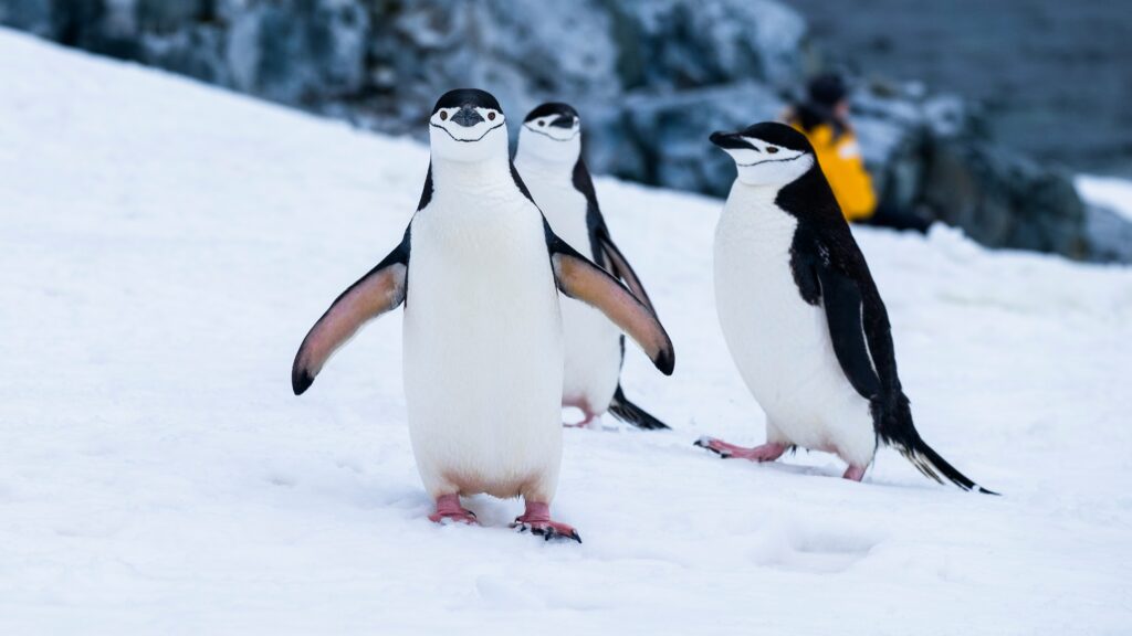 Chinstrap penguins waddle through snowy terrain.