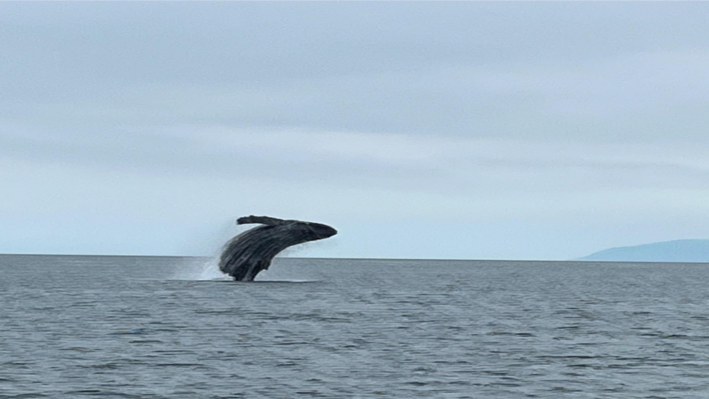 iew of a whale breaching from a tourist ferry boat in Juneau in August 2023.