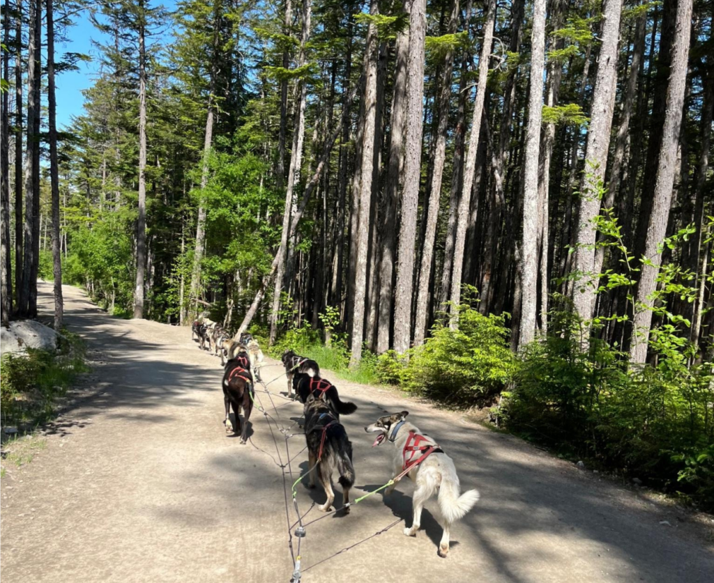 Sled dog training run in Skagway June 2024.